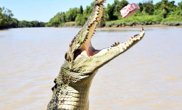feeding the crocodile, Jumping Crocodile Cruises on Adelaide River