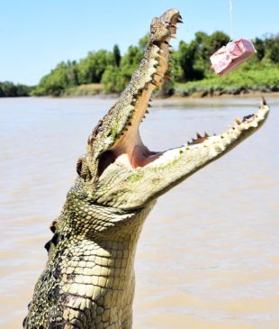 <p><i>A Jumping Crocodile Cruise</i> is a must for wildlife lovers</p>
