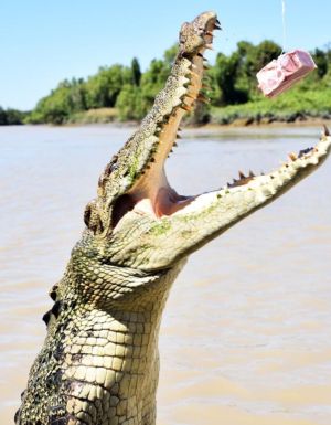 feeding the crocodile, Jumping Crocodile Cruises on Adelaide River