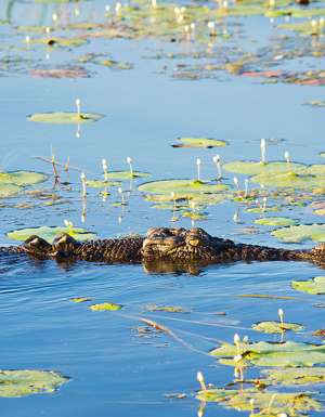 Crocodile, Kakadu National Park