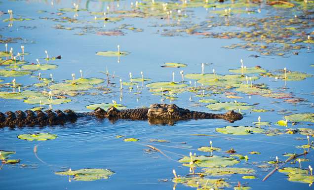 Crocodile, Kakadu National Park