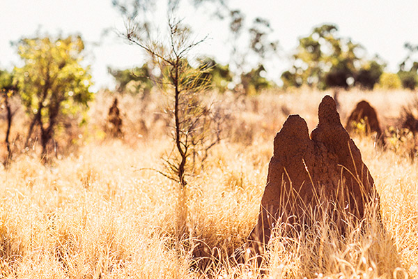 NT Termite Mounds