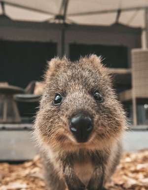 Quokka selfie Rottnest Island