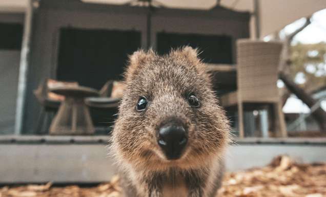 Quokka selfie Rottnest Island