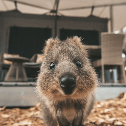 Quokka selfie Rottnest Island