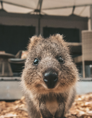 Quokka selfie Rottnest Island