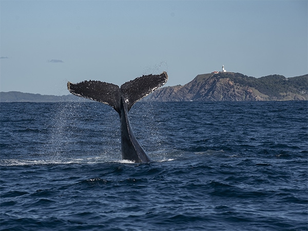 A whale breaches in front of Byron Bay lighthouse.