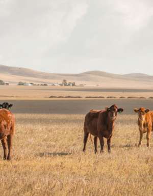 5 ways we can support Aussie farmers in their time of need