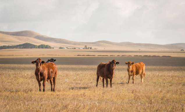 5 ways we can support Aussie farmers in their time of need