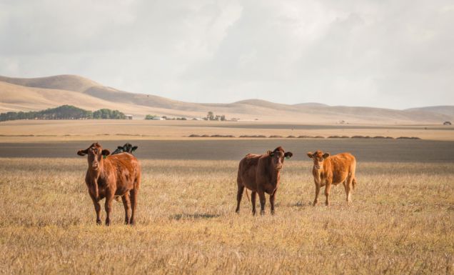 5 ways we can support Aussie farmers in their time of need