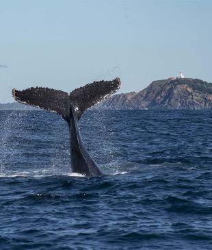 <p><i>The ultimate guide</i> to whale watching in <strong>Byron Bay</strong></p>
