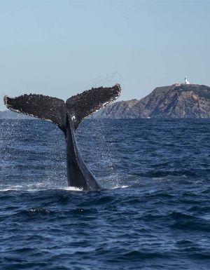 Byron whales