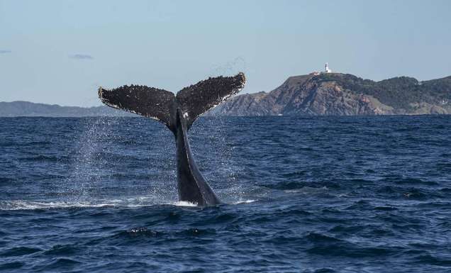 Byron whales