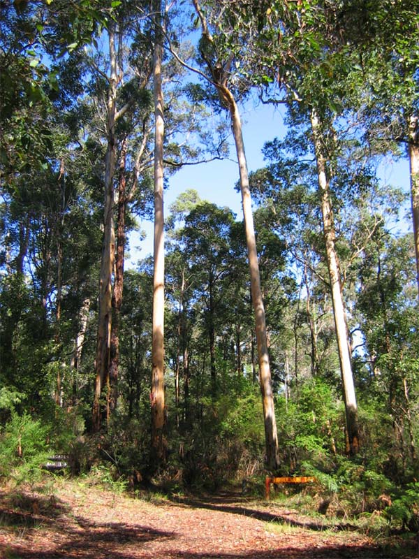 the Bibbulmun Track.