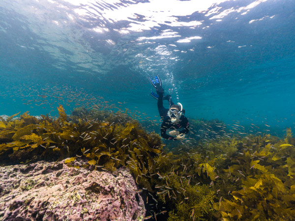 a freediver diving beneath Cabbage Tree Bay Aquatic Reserve 