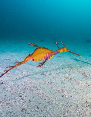 a weedy seadragon located in coastal waters off Kurnell in South Sydney