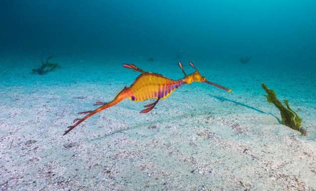 a weedy seadragon located in coastal waters off Kurnell in South Sydney