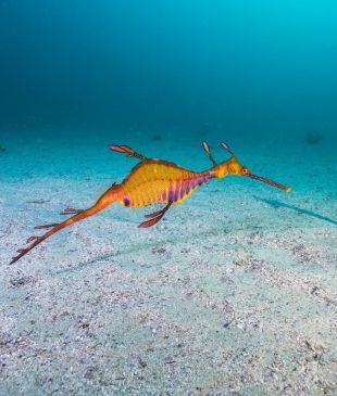 <p><i>The 11 best snorkelling spots in</i> <strong>Sydney</strong></p>
