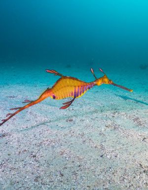a weedy seadragon located in coastal waters off Kurnell in South Sydney