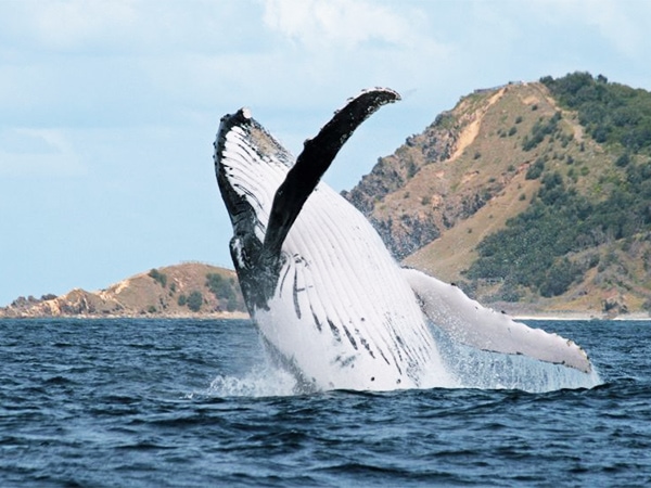 Byron humpback whale