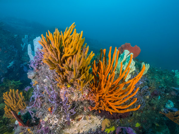 colourful coral reefs in Kurnell, Sydney