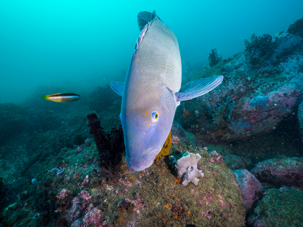 a blue groper in coastal waters off Kurnell, Sydney