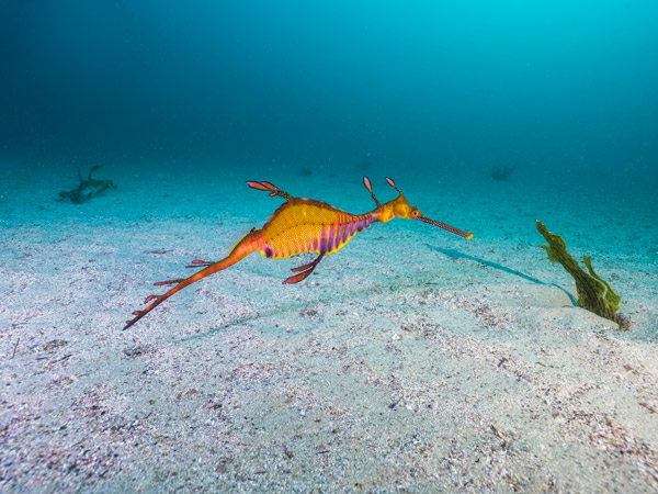 a weedy seadragon located in coastal waters off Kurnell in South Sydney
