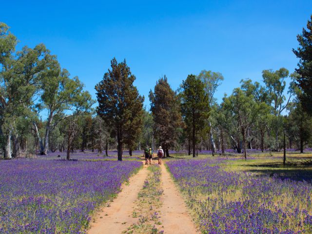 purple wildflowers along The Arkaba Walk