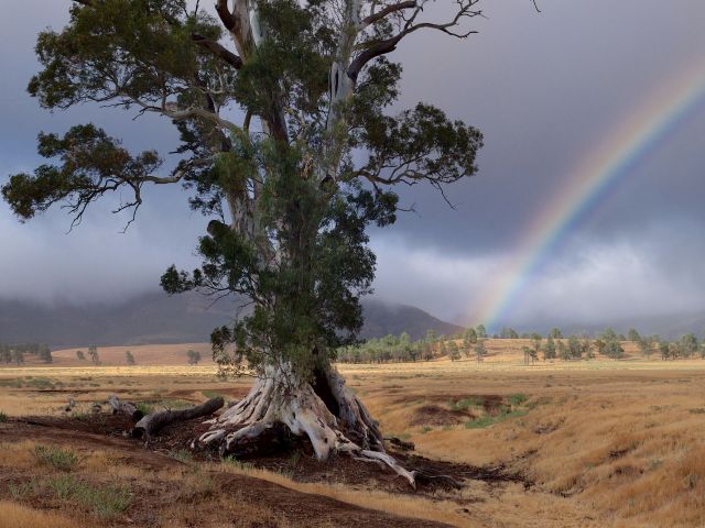 Cazneaux Tree, Wilpena Pound