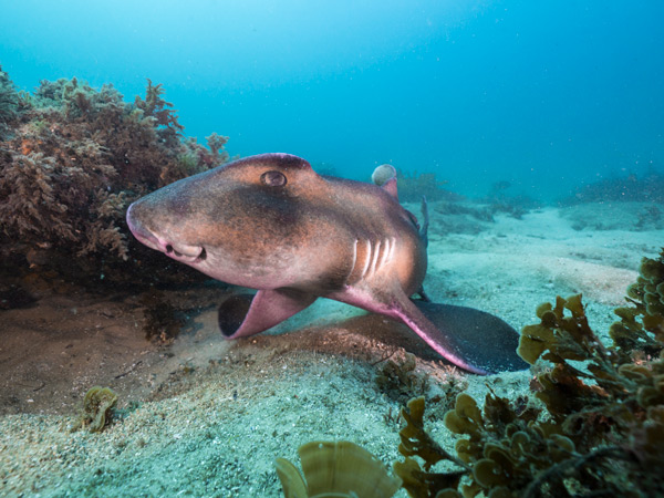 a crested horn shark at Cabbage Tree Bay Aquatic Reserve, Manly