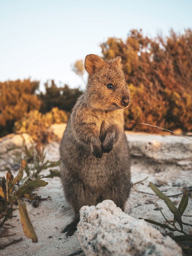 resident quokka of Rottnest Island