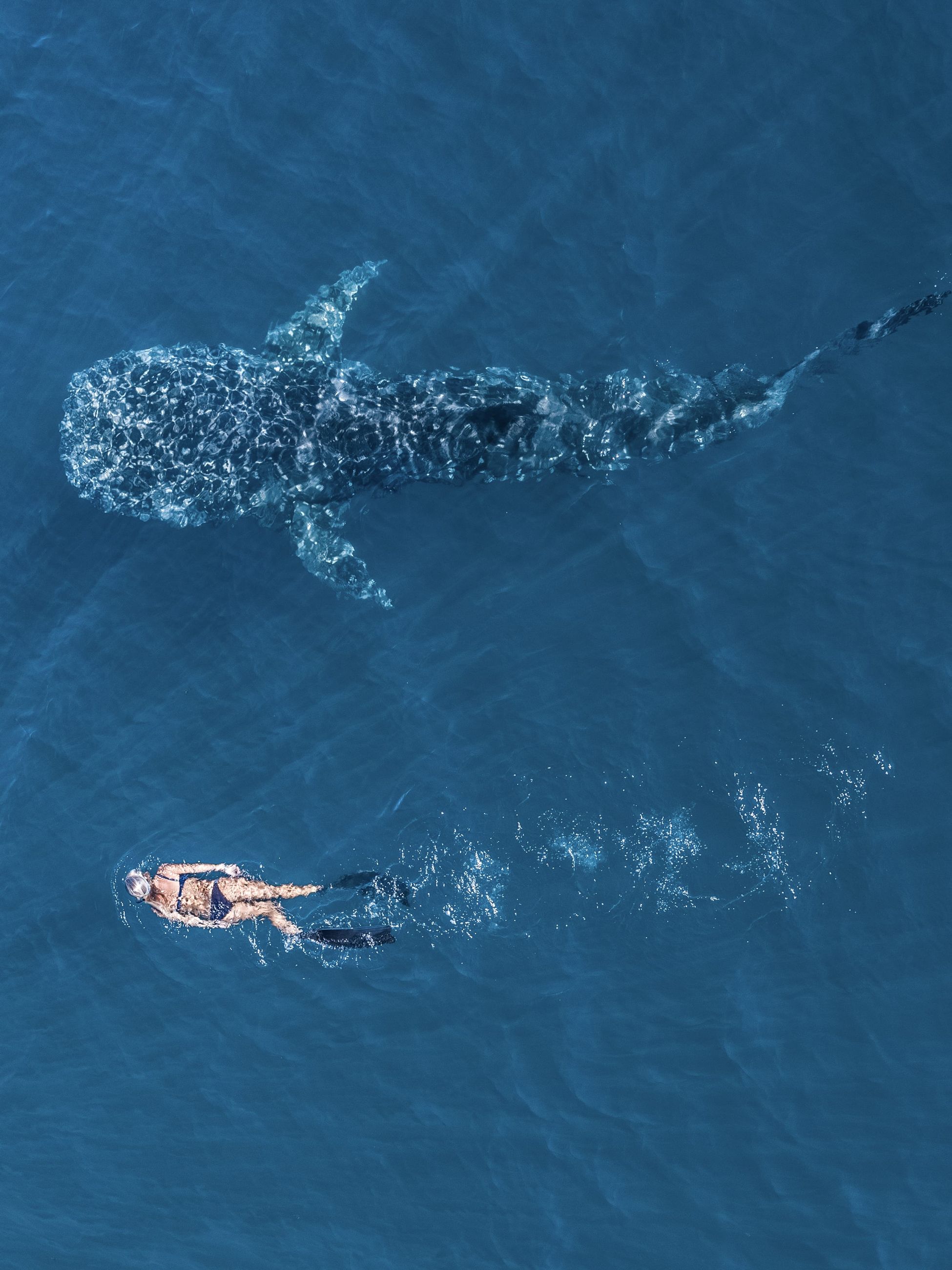 swimming with whale sharks in Exmouth