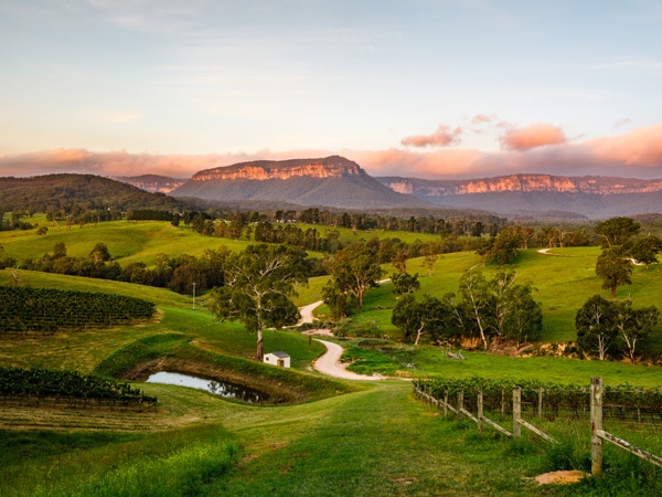 the scenic vineyards of Dryridge Estate, Blue Mountains