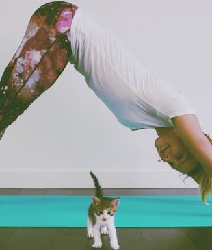 <p><i>A definitive list</i> of the best cat cafes in <strong>Australia</strong></p>
