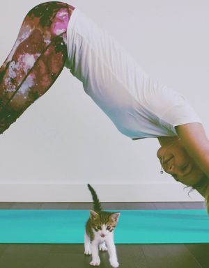 Sydney Cat Cafe.
