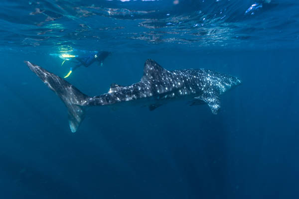 whale shark ningaloo reef
