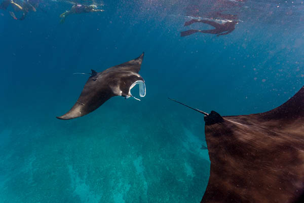 Manta rays ocean