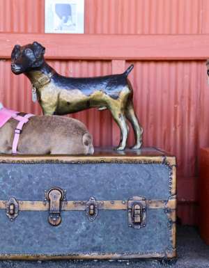 Animal Friendly Road Trip