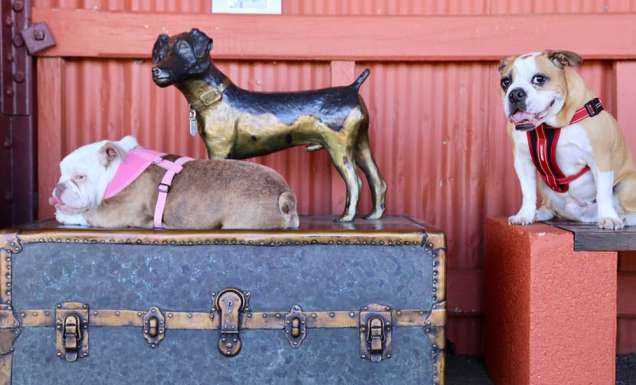 Animal Friendly Road Trip