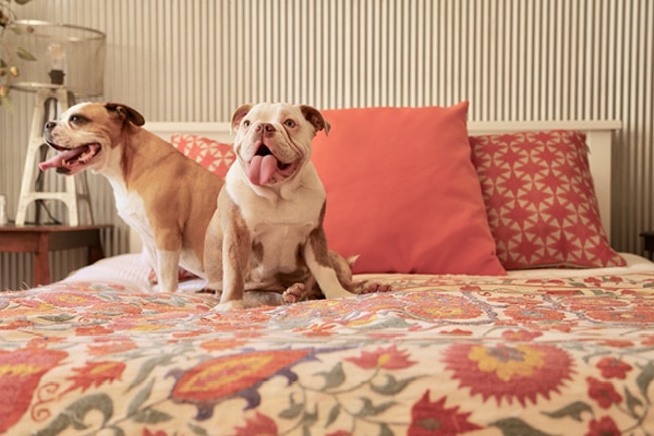 Animal friendly road trips