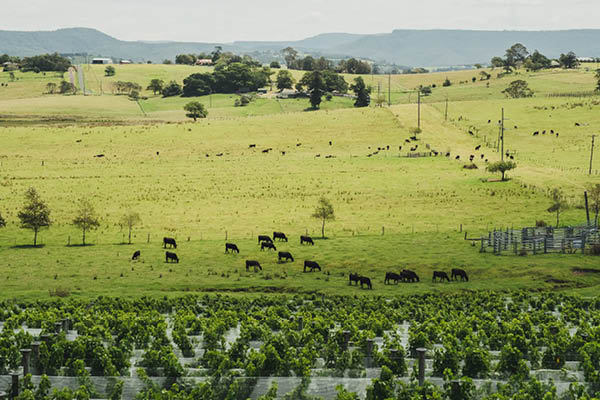 Cupitt's Estate is surrounding by rolling hills and farmland=