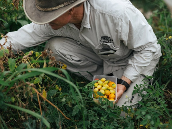 Cupitt's Estate Kitchen Garden on theNSW South Coast