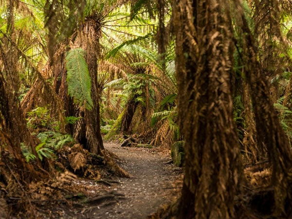 the eucalypt trees at Otway Rainforest, Great Ocean Road