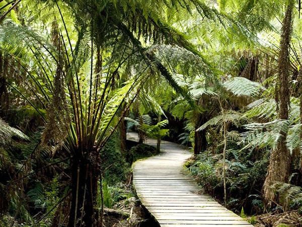 Otway Rainforest