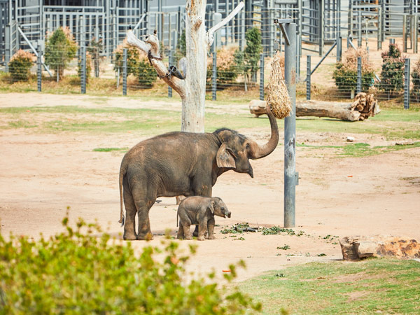 a calf and a mother elephant at Taronga Western Plains Zoo Dubbo