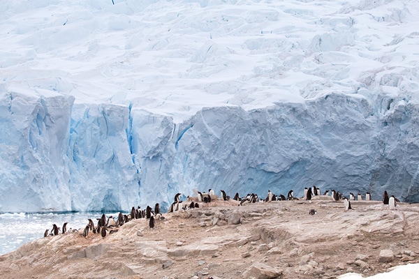 Gentoo penguins at Neko Harbour