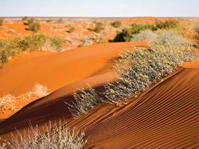 Birdsville Landscape