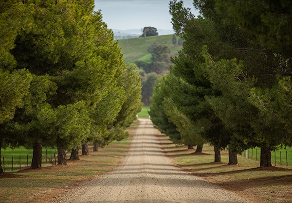 Cottontail Restaurant & Winery