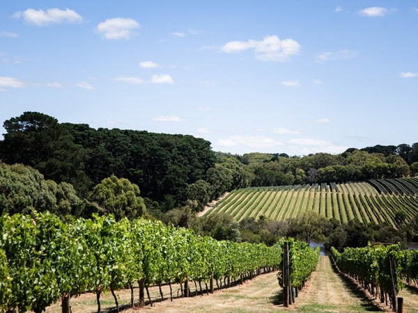 the sprawling vineyards at Jackalope