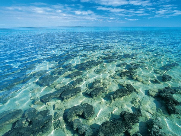 Stromatolites at Hamelin Pool, south east of Denham